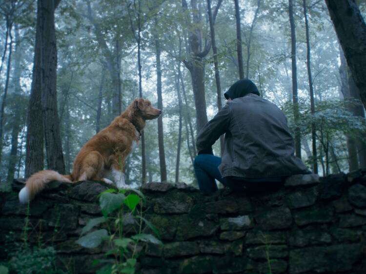 Good Boy