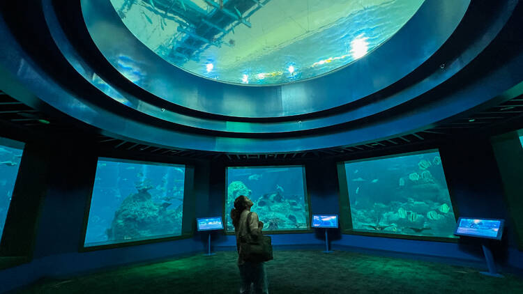Explore the underwater world at Singapore Oceanarium