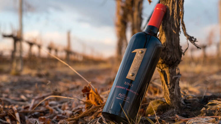 Uno Cabernet Sauvignon de Antigal Winery & Estate