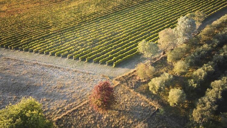 Go on a Wine Hopper tour