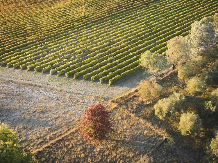 Go on a Wine Hopper tour