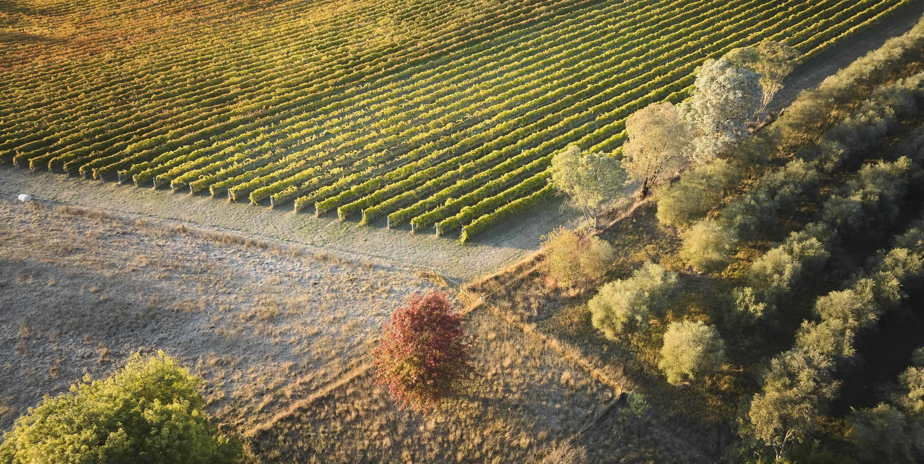 Vineyard