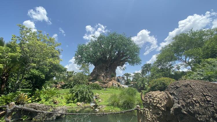 Disney’s Animal Kingdom