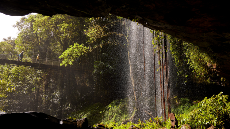 Dorrigo National Park