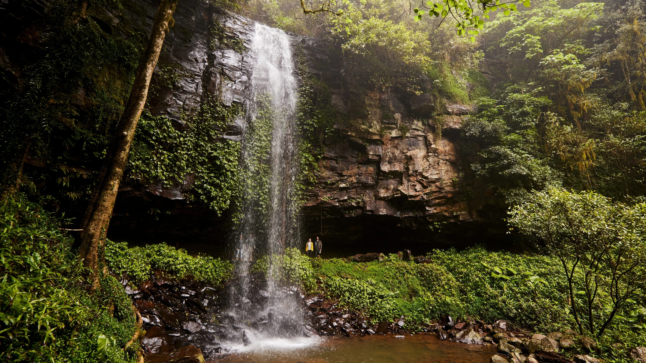 Dorrigo National Park