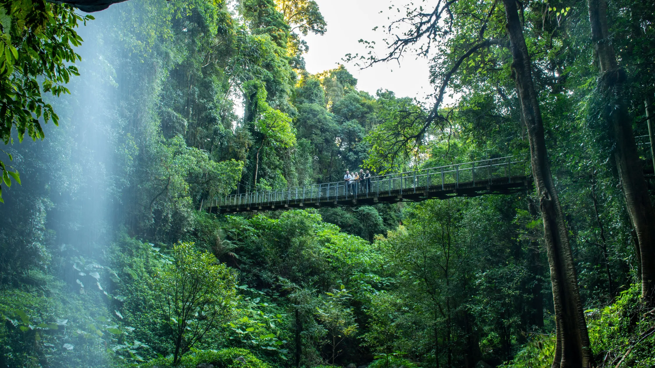 Dorrigo National Park