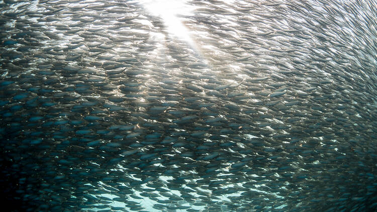 The Sardine Run: Seasonal during June to July