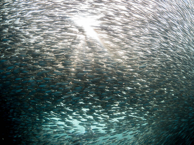 The Sardine Run: Seasonal during June to July