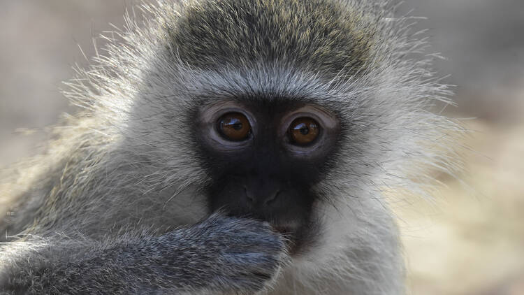 Vervet Monkeys