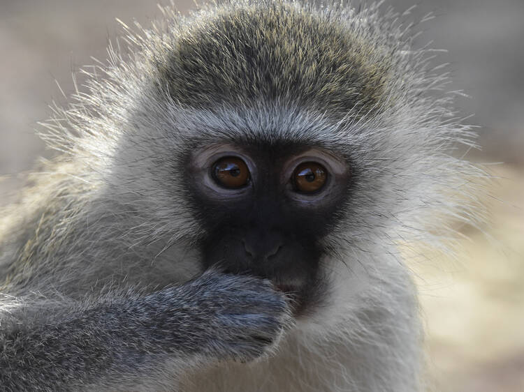 Vervet Monkeys