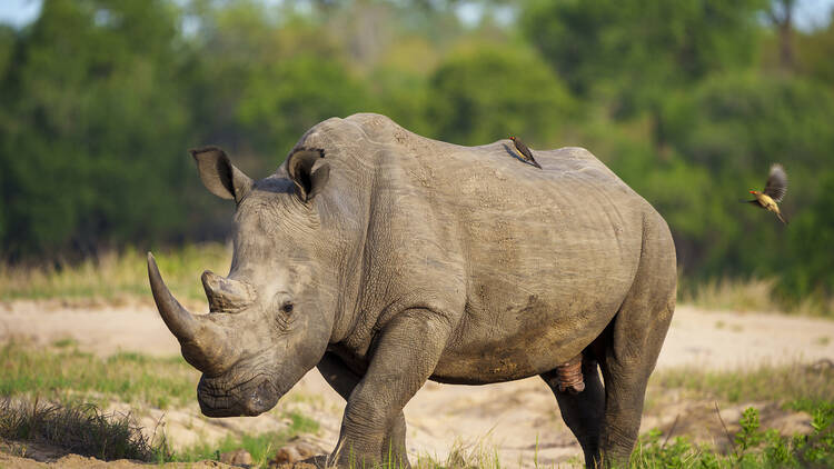 The White Rhino