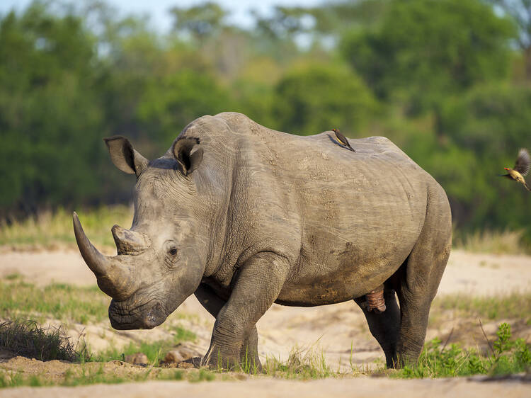 The White Rhino