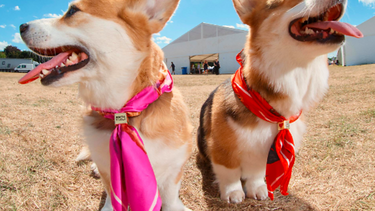 bimba y lola, gossos