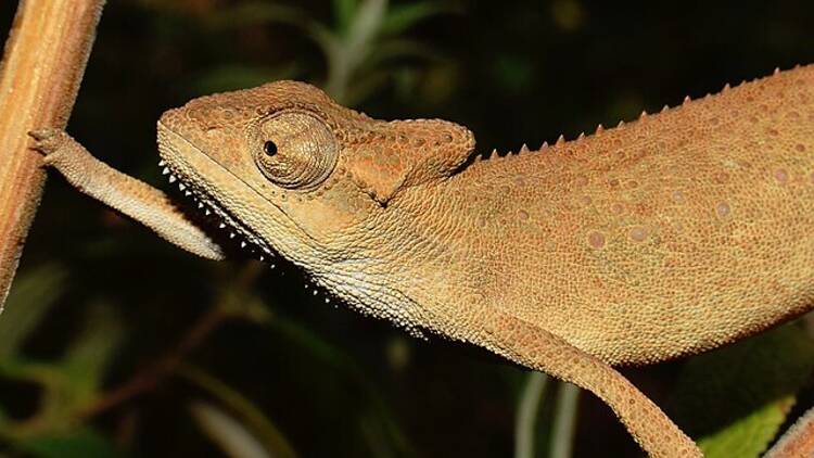 KwaZulu Dwarf Chameleon