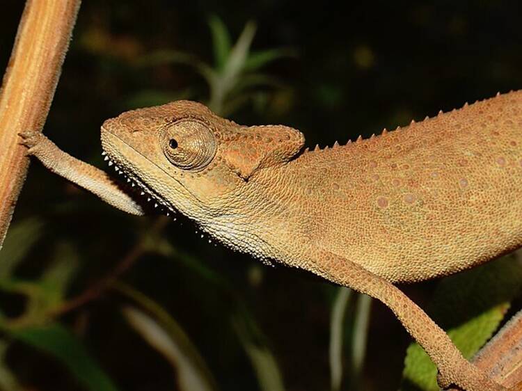 KwaZulu Dwarf Chameleon