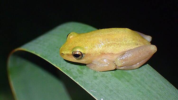 Pickersgill's Reed Frog