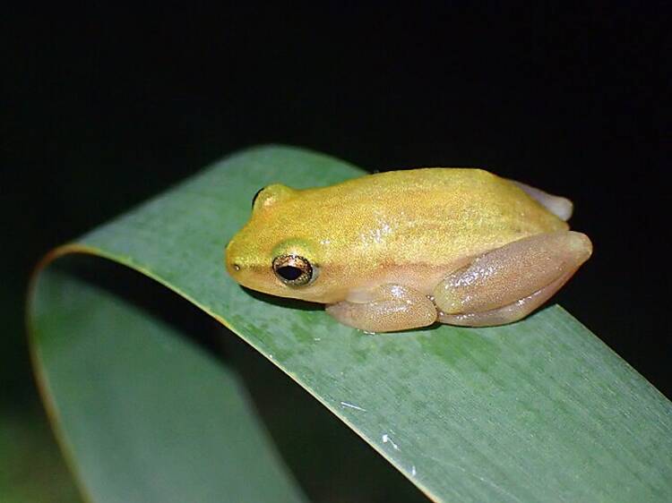 Pickersgill's Reed Frog