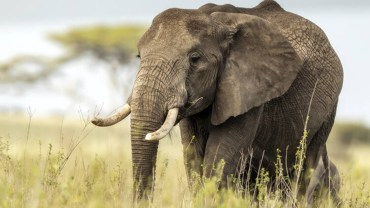 Elephants