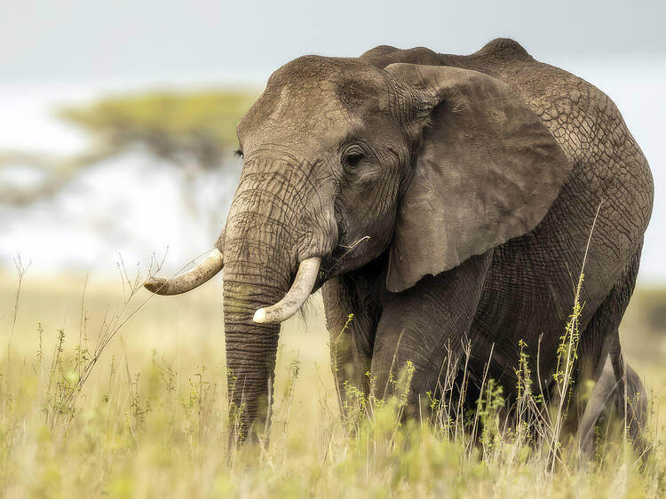 Elephants
