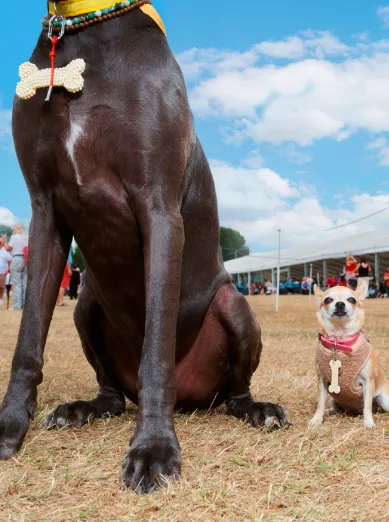 bimba y lola, gossos