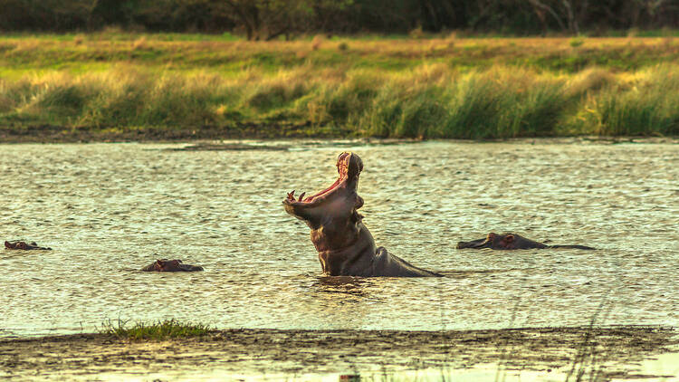 Hippos