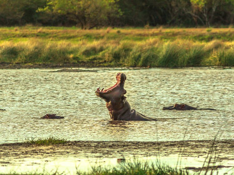 Cape hippopotamus in St Lucia Estuary