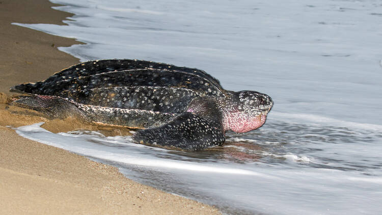 Leatherback Turtles