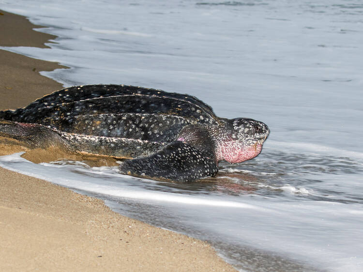 Leatherback Turtles