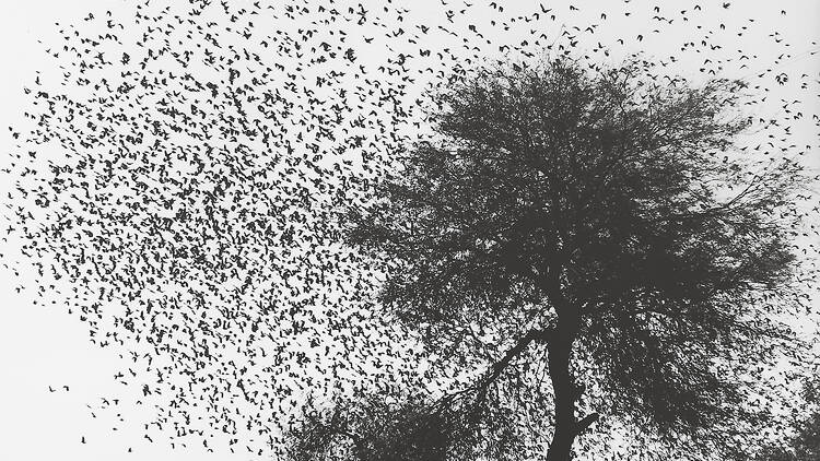 Árbol con pájaros ©Graciela Iturbide