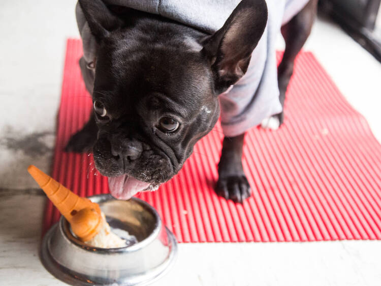 Las mejores heladerías para perro en la Ciudad de México