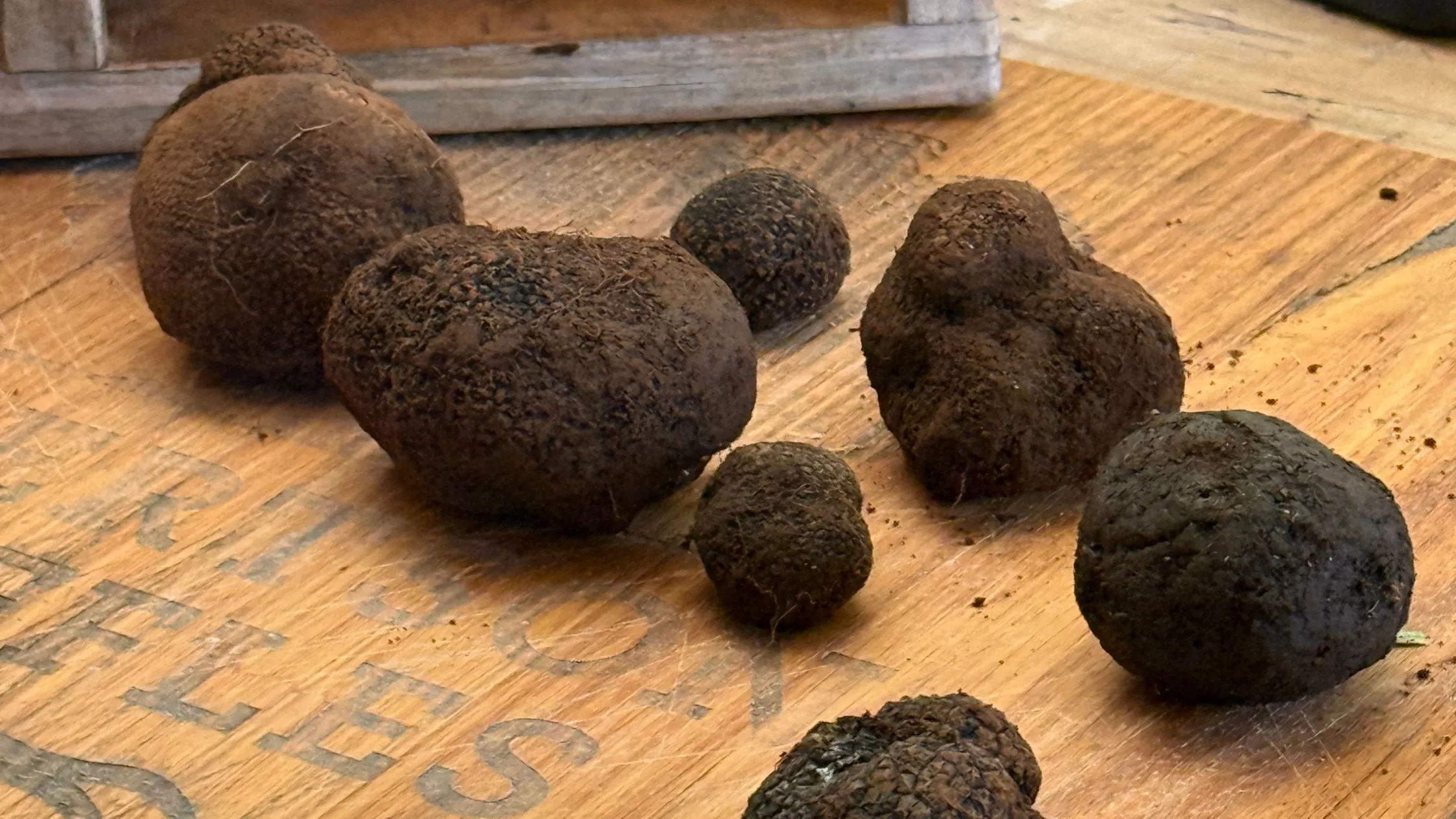 Truffle hunting at Robertson Truffles