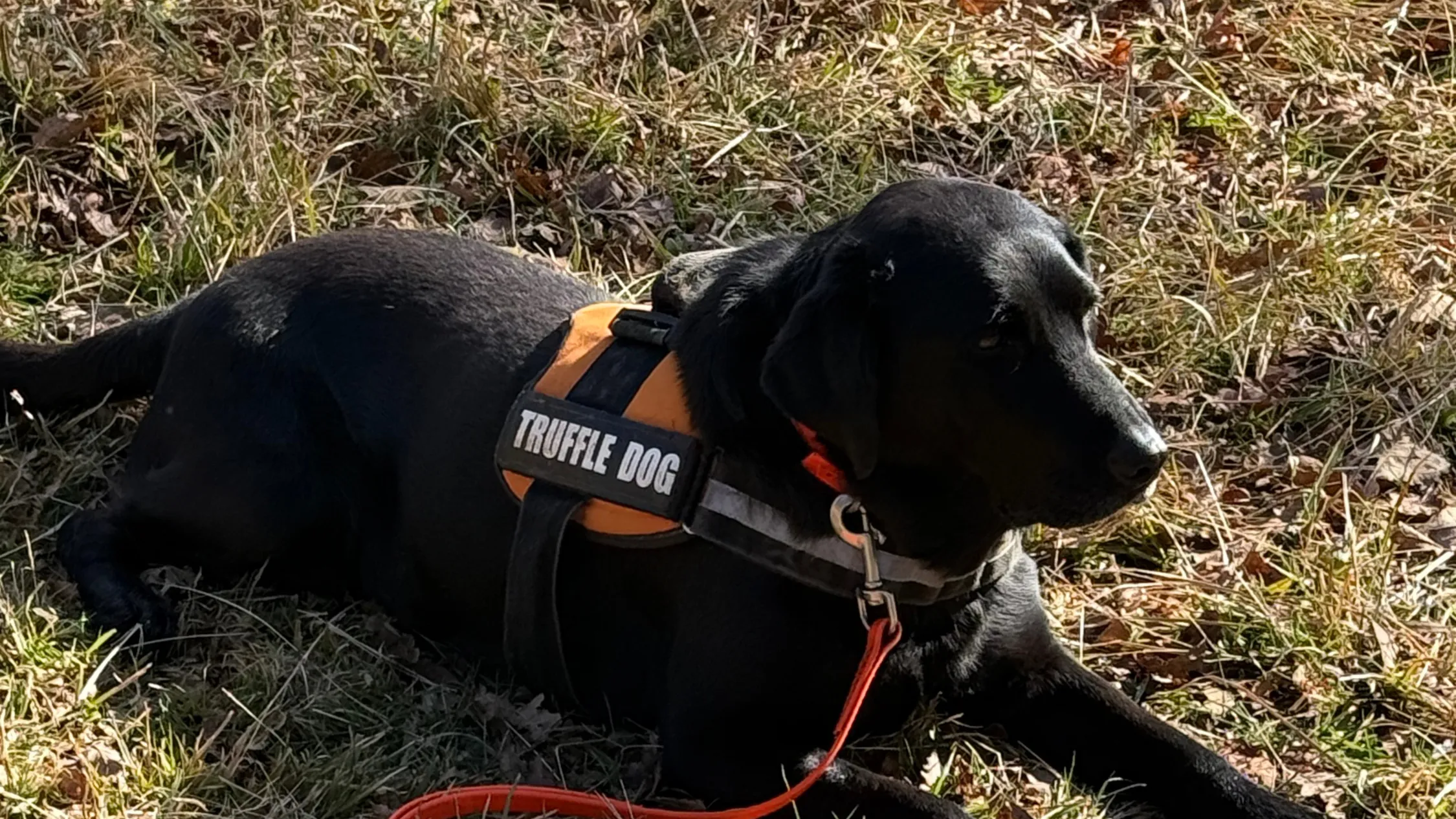 Seal the truffle hunting dog