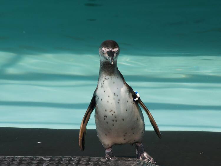 pingüinos en México en el Zoológico de Chapultepec