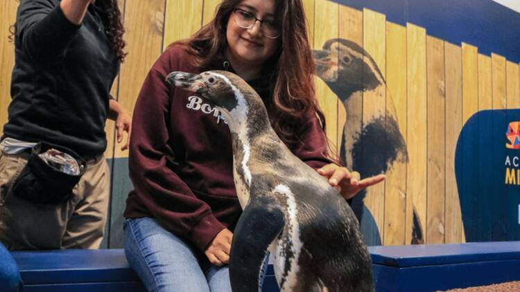 Acuario Michin