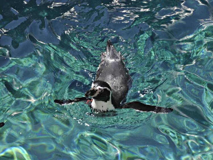Zoológico de Chapultepec