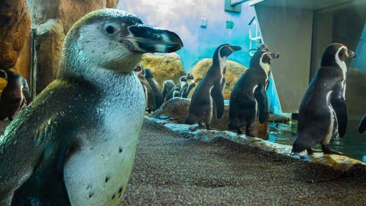 Aquarium Veracruz