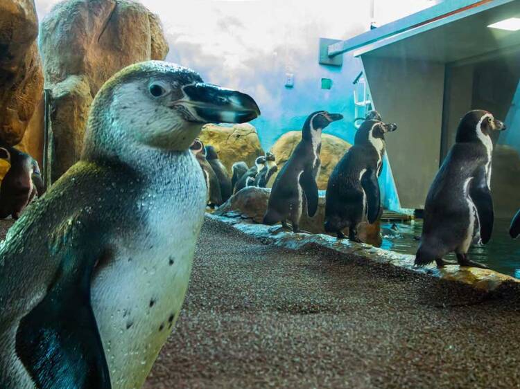 Aquarium Veracruz