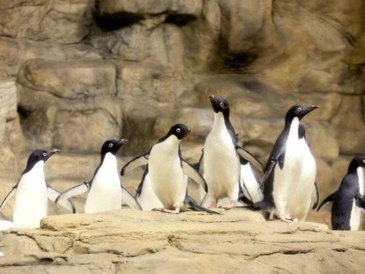 Zoológico Guadalajara