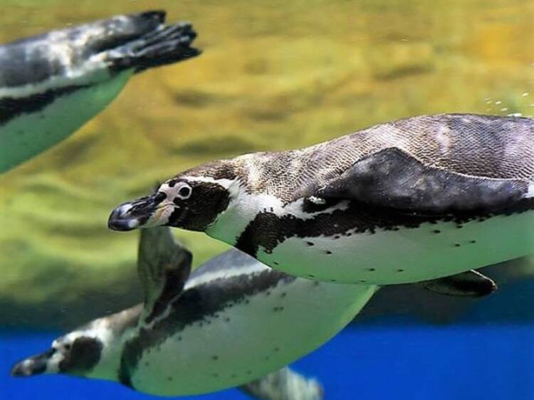 Gran Acuario Mazatlán: Mar de Cortés