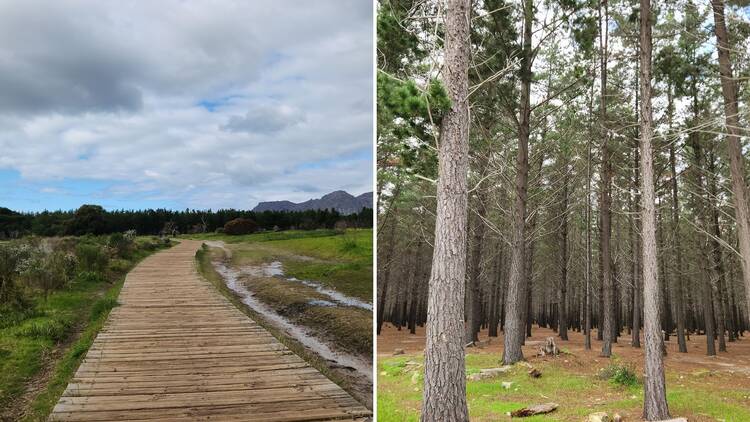 Tokai Forest