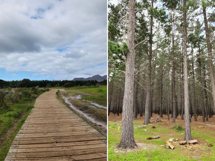 Tokai Forest