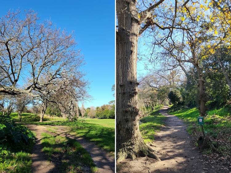 Silverhurst Trail