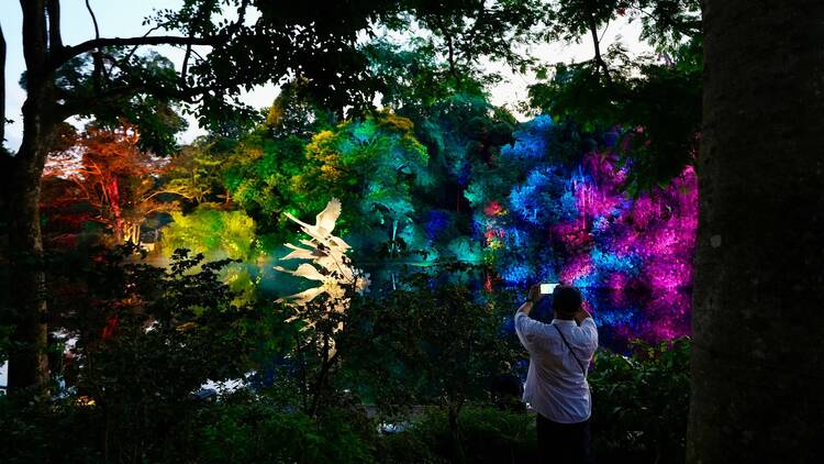 Singapore Botanic Gardens Light Show