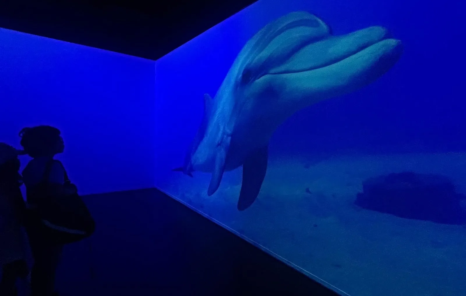 Sea Life