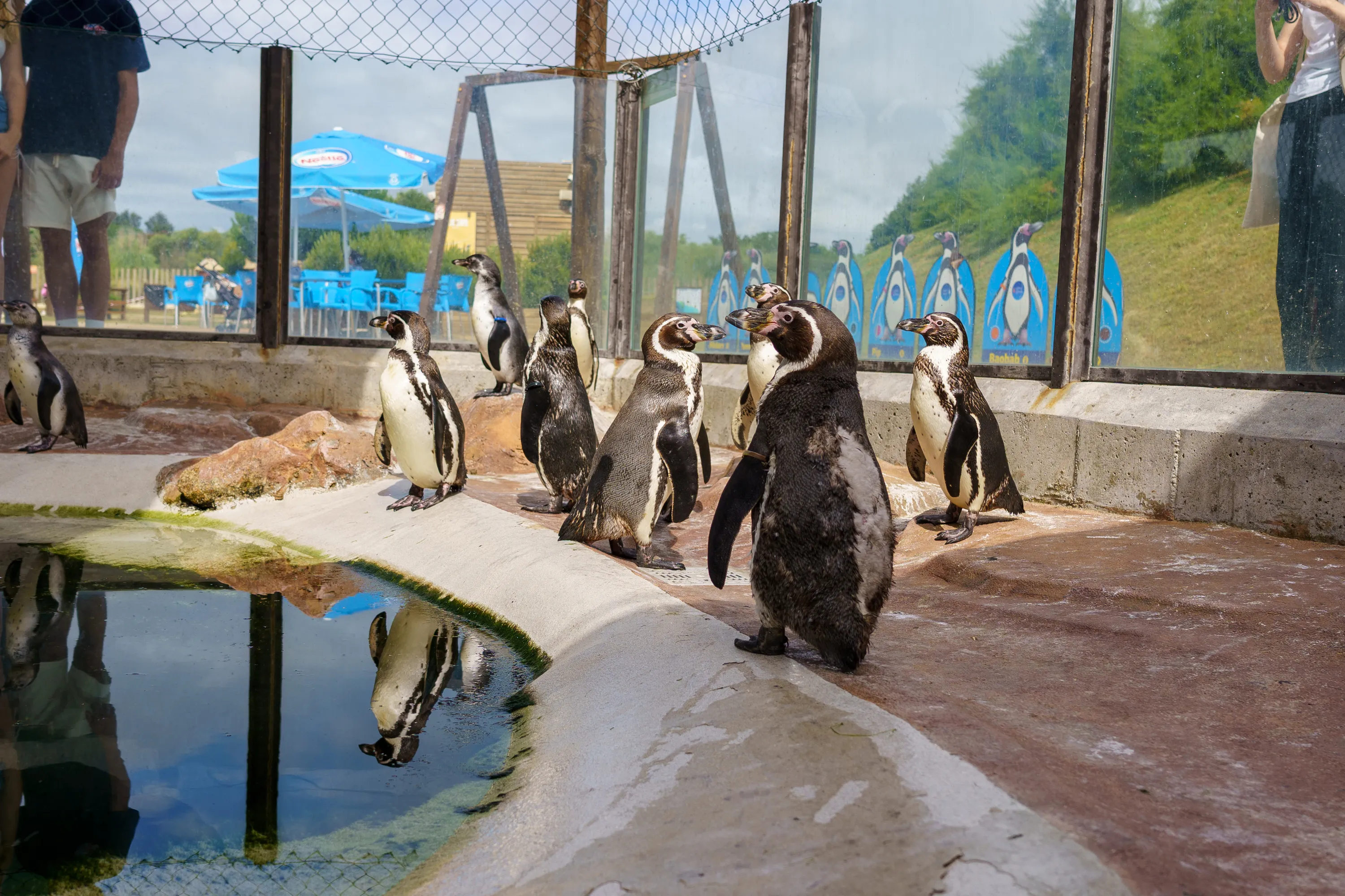 Os Pinguins-de-Humboldt do Sea Life Porto