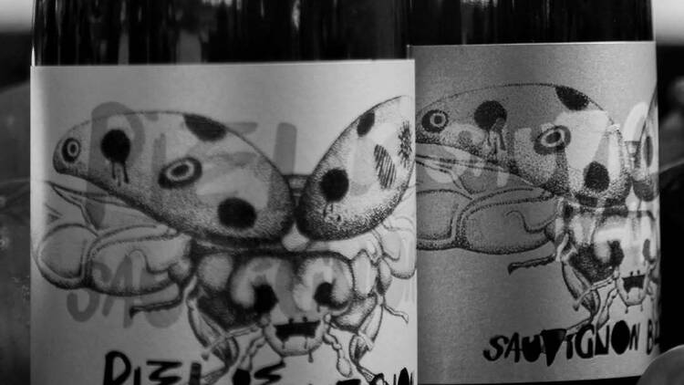 Piel de Sauvignon Blanc de Consciente Mente Viticultores