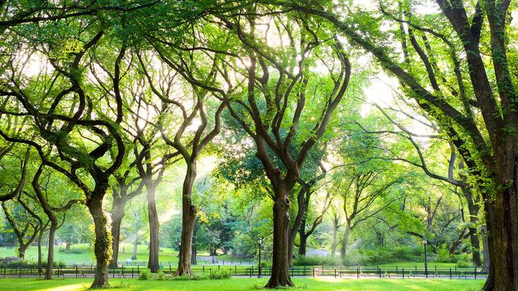 Central Park in New York, NY