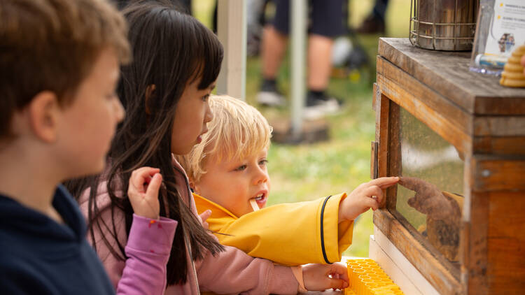 Kids looking at a beehive