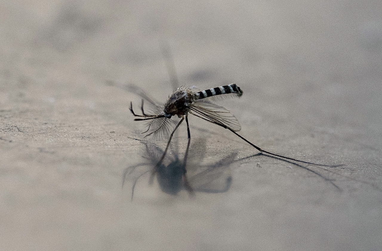 Chikungunya fever in Hong Kong: What you need to know about this mosquito-borne illness