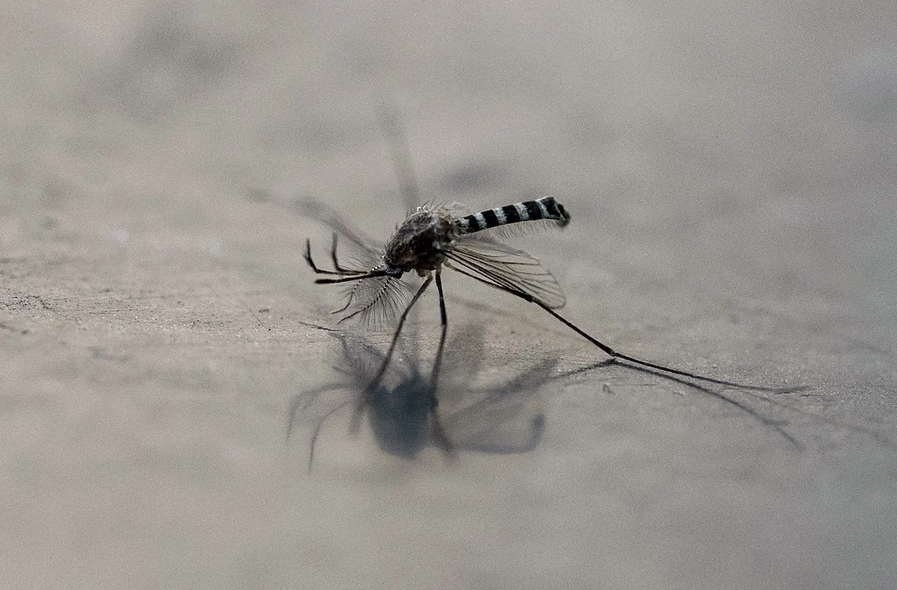 A mosquito (Aedes aegypti) is pictured on a surface in Mexico City on December 2, 2024. (Photo by Yuri CORTEZ / AFP)